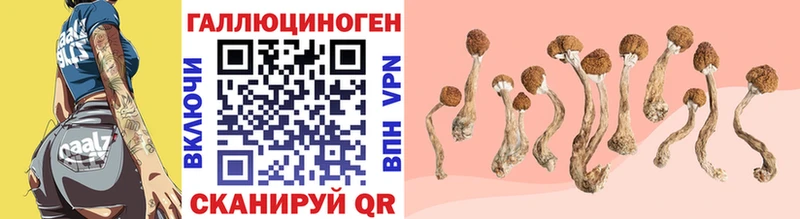 blacksprut ссылка  закладки  Ефремов  Галлюциногенные грибы MAGIC MUSHROOMS 